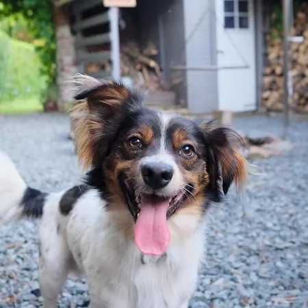 Czeresniowy Dom * Jarkowice (Lubawka)