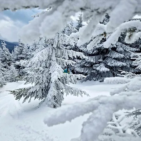 Шале Czeresniowy Dom *