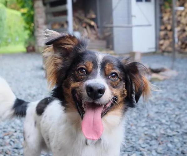 Czeresniowy Dom * Jarkowice (Lubawka)